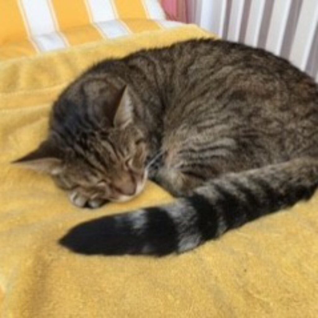 Simba kleines Foto fuer Tierhimmel