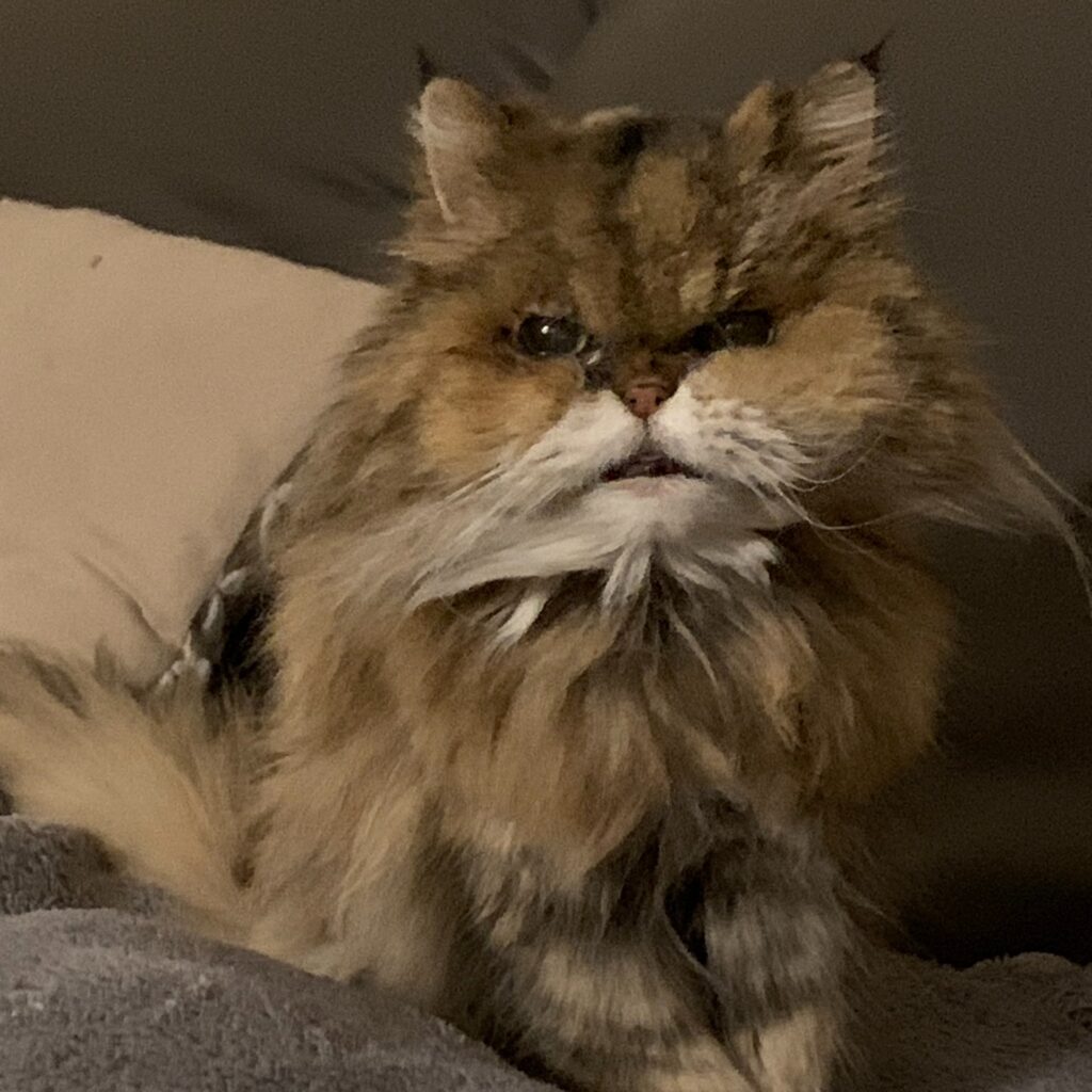 25EE599D 6606 469C B310 C580A384787C