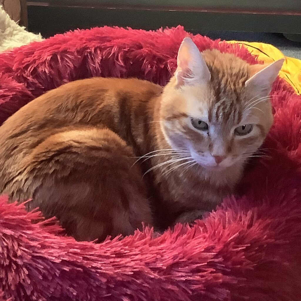 2717A511 CA64 40D0 A031 651FEB0632E0