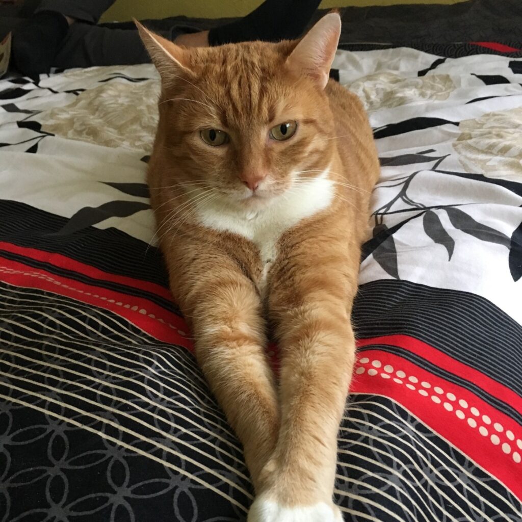 53CD0BA5 50FB 4B85 A8AD 4AF1D03973601