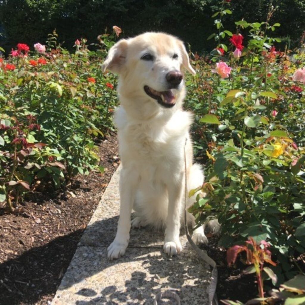 5C48D1E0 BDB6 4694 B08C 78A8E172922E