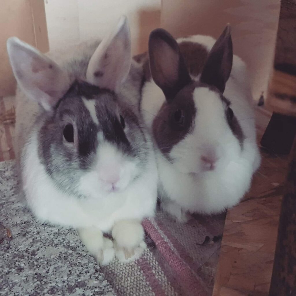 60497621 10219439738606409 8553612354225438720 o