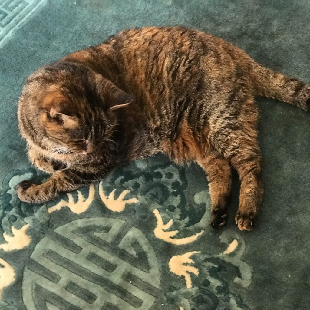 65C4FEAD B8A0 4FA2 8A67 11179E8D9EDC