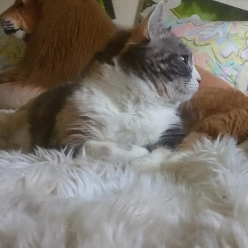 70331279 2674515059234817 4886745361969840128 n