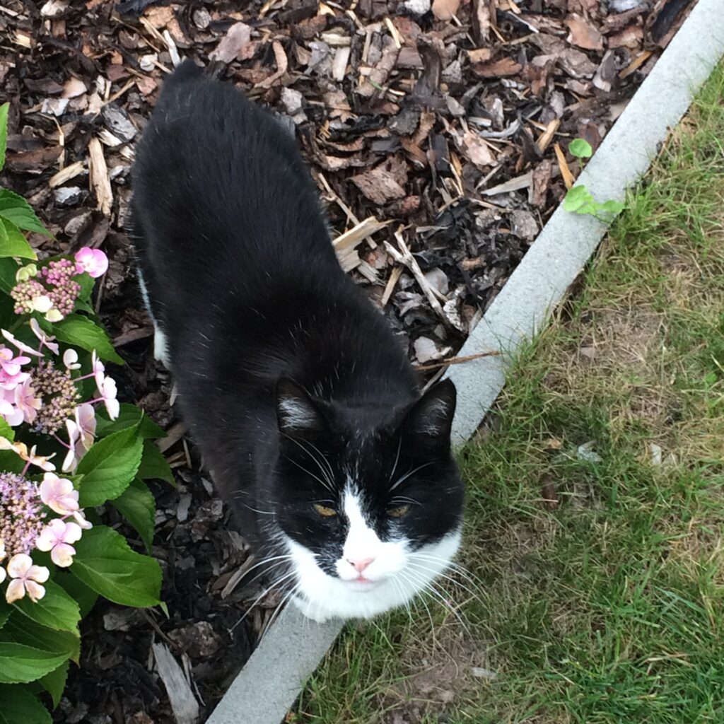 86A85956 D0A6 4DB2 829E E5C640824485