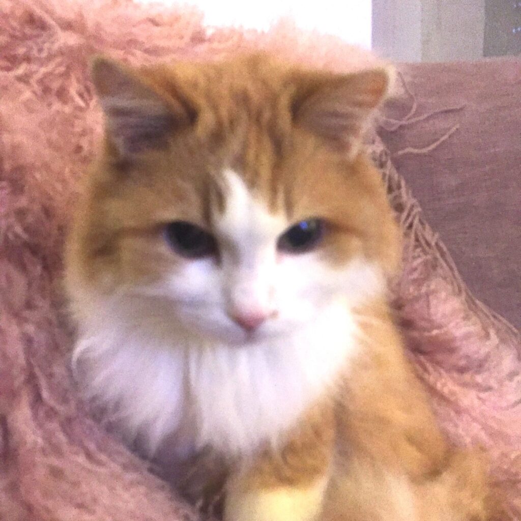 8D634975 3DBC 4CCB 978A 90A5B5BD46DD