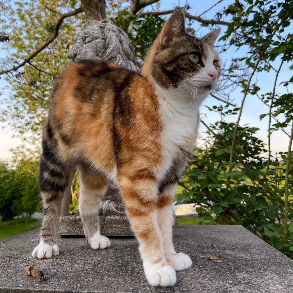 A34725CA 20E5 4F4B 8F1B 7D7255EBA186