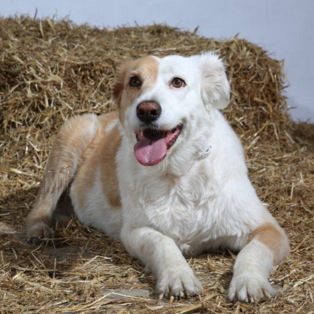 A77A59C1 452A 49D4 B632 C0E8405BC7FF