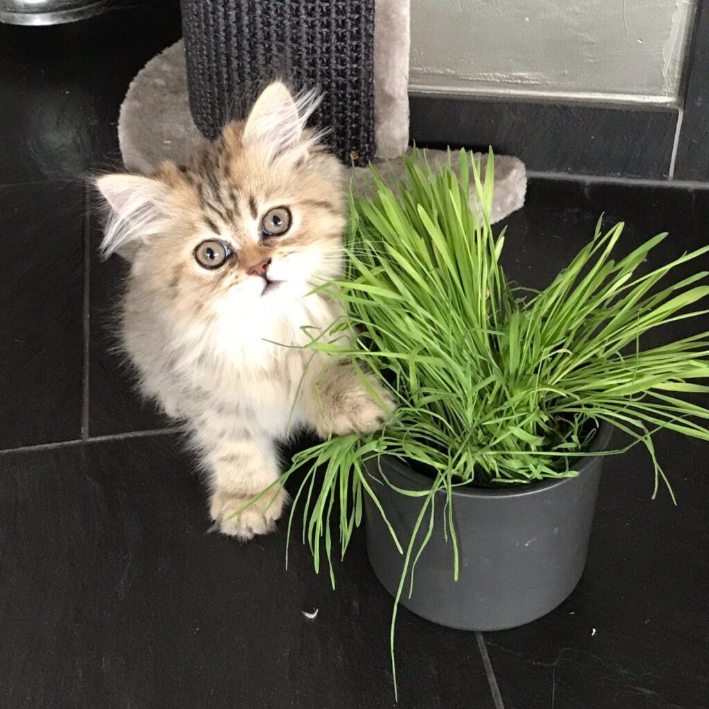 A9D092F5 EF43 4C43 BDB5 90123D40287F