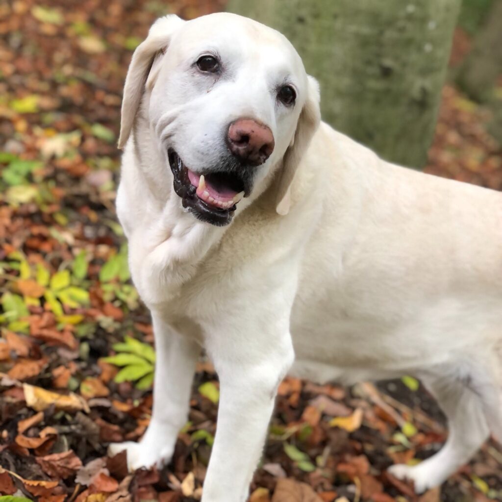 B1162A0F 40AD 4109 9746 6E0D90AE452E