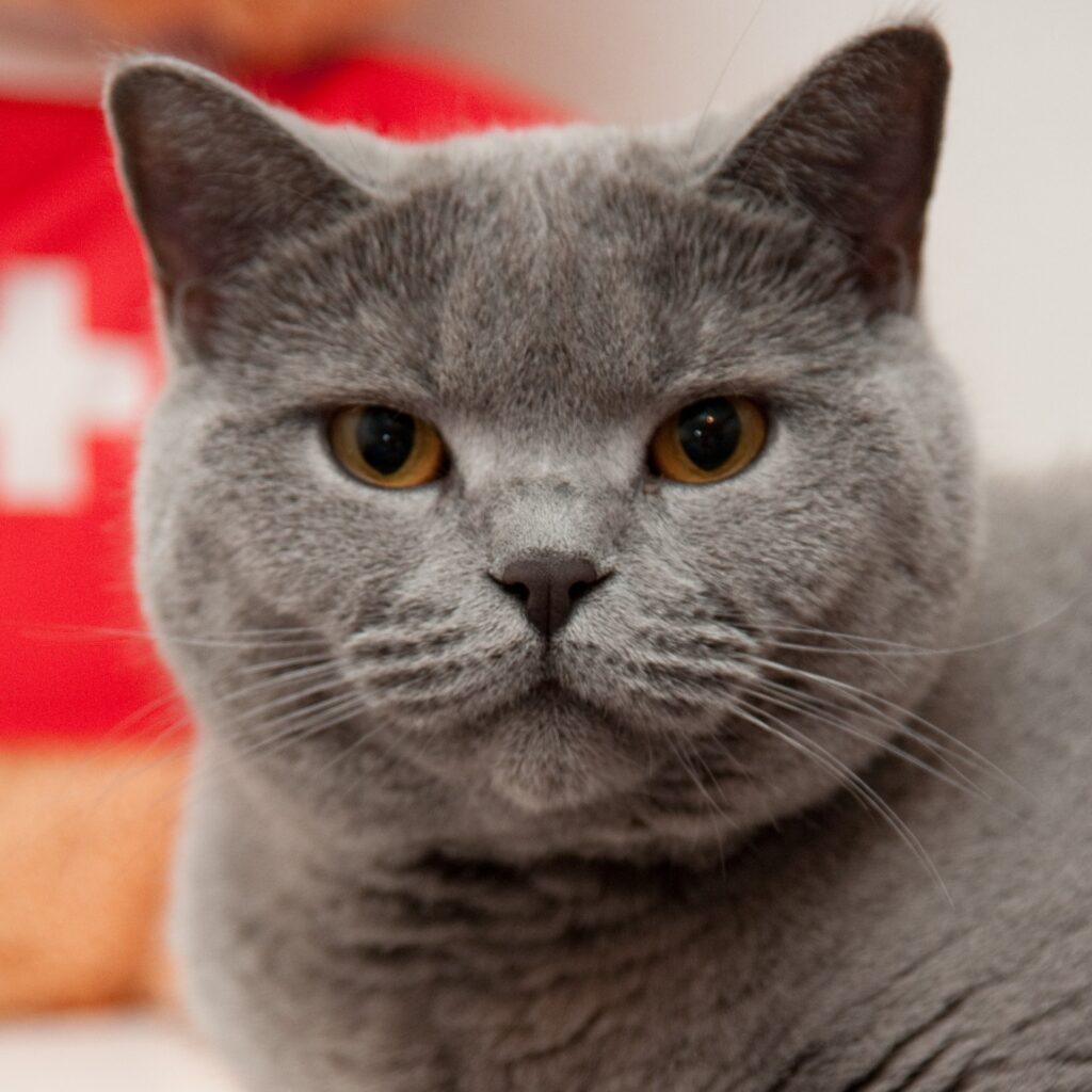 B33BBBF8 24BA 4DE6 A3E0 FF4285A60C61