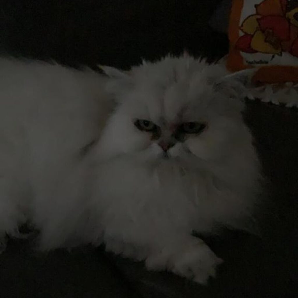 C5124232 502D 4D7A B4AA 4C1EC27F2FF9