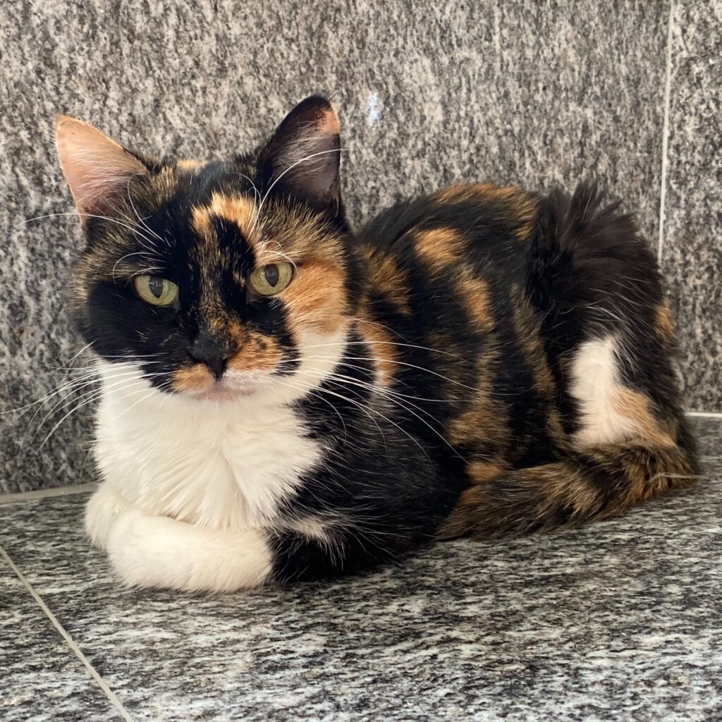 D44FDC5B EA6A 4B6A 8C44 FDB07FE80C8C