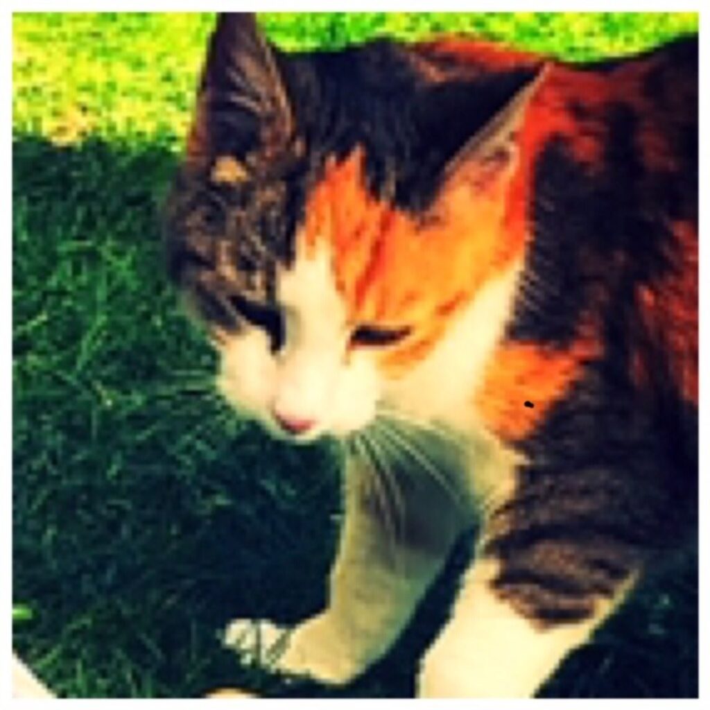 DEC414E6 52F3 4831 BAB2 EACFD9747A1D