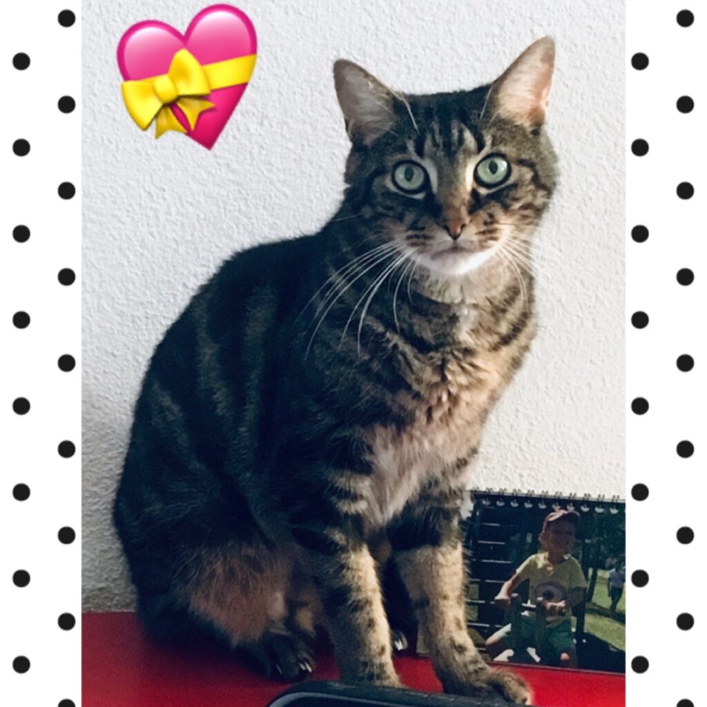 E3C398EA 4065 4E16 8A8A 1912A44DDF0E