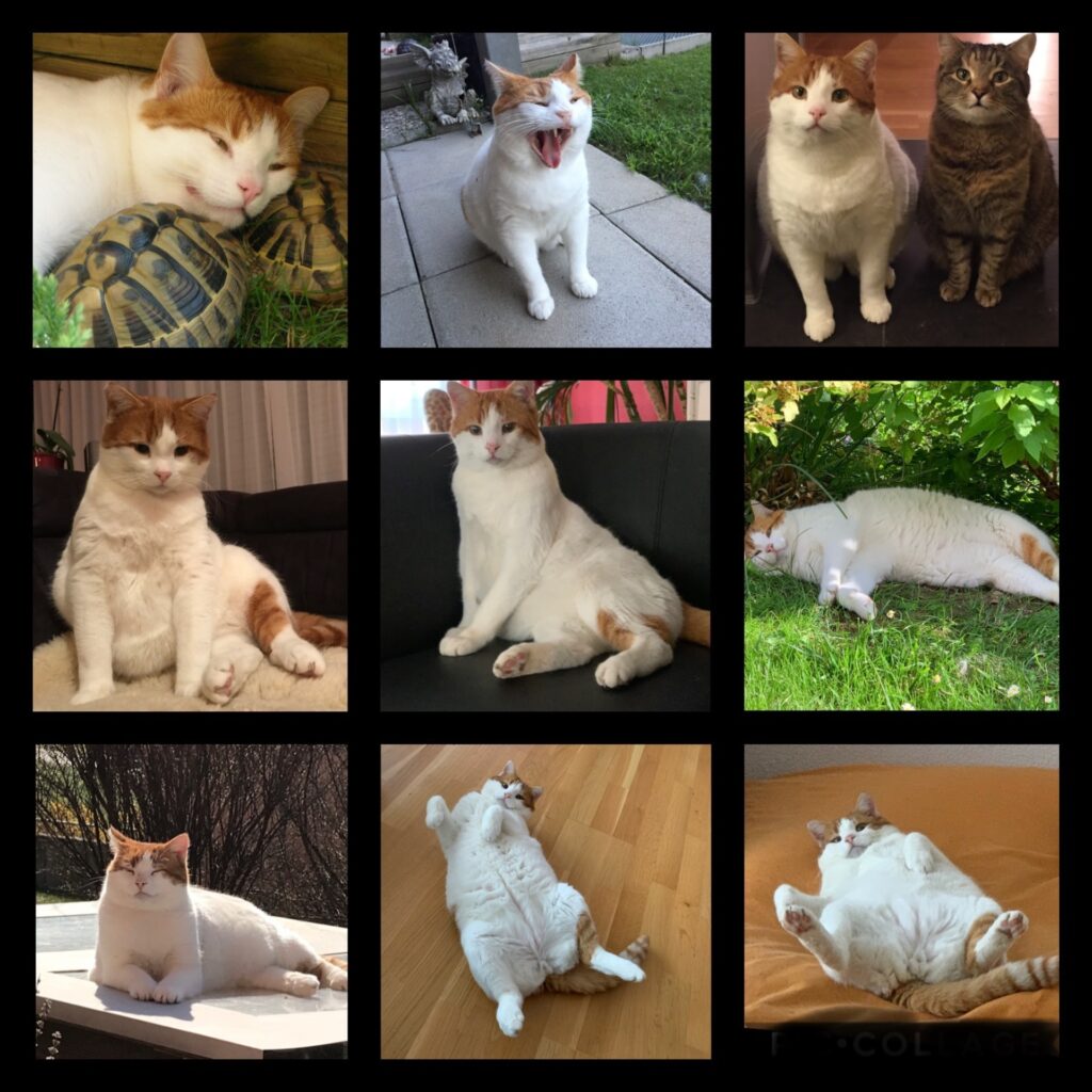 E6F6164E C23B 4045 ACFE CFB0BC8819BC