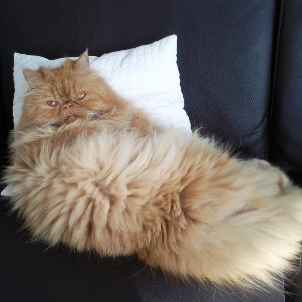 EC684CF9 2667 4D18 9B74 B93ECDBA2C6D