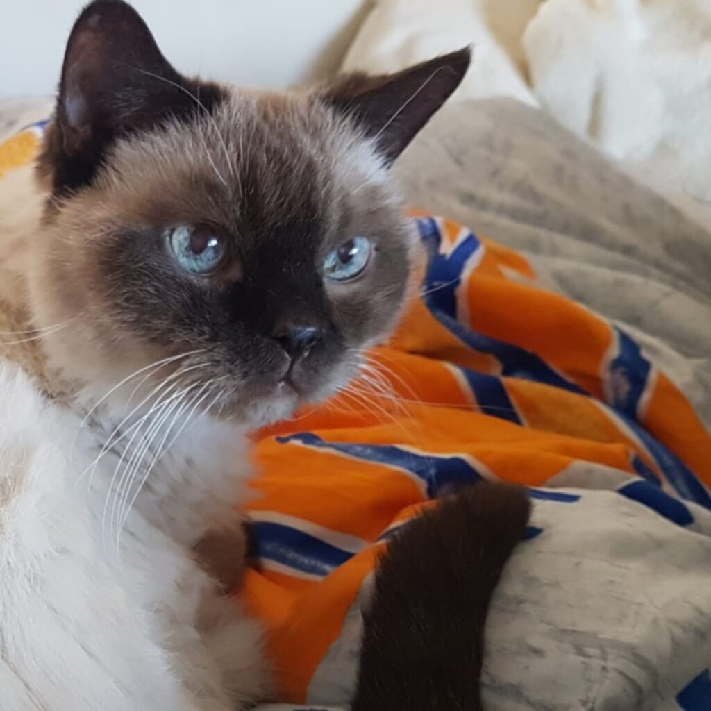 FB88D2FA 9B5A 4005 85DB 294F0249A12F