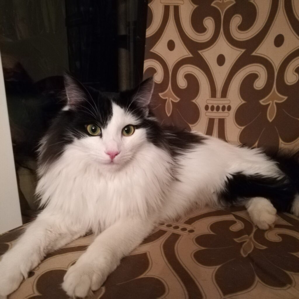 IMG 20171229 192751 resized 20180107 011932663