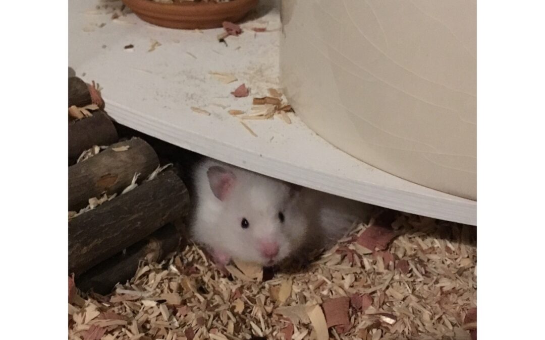 Nanuk