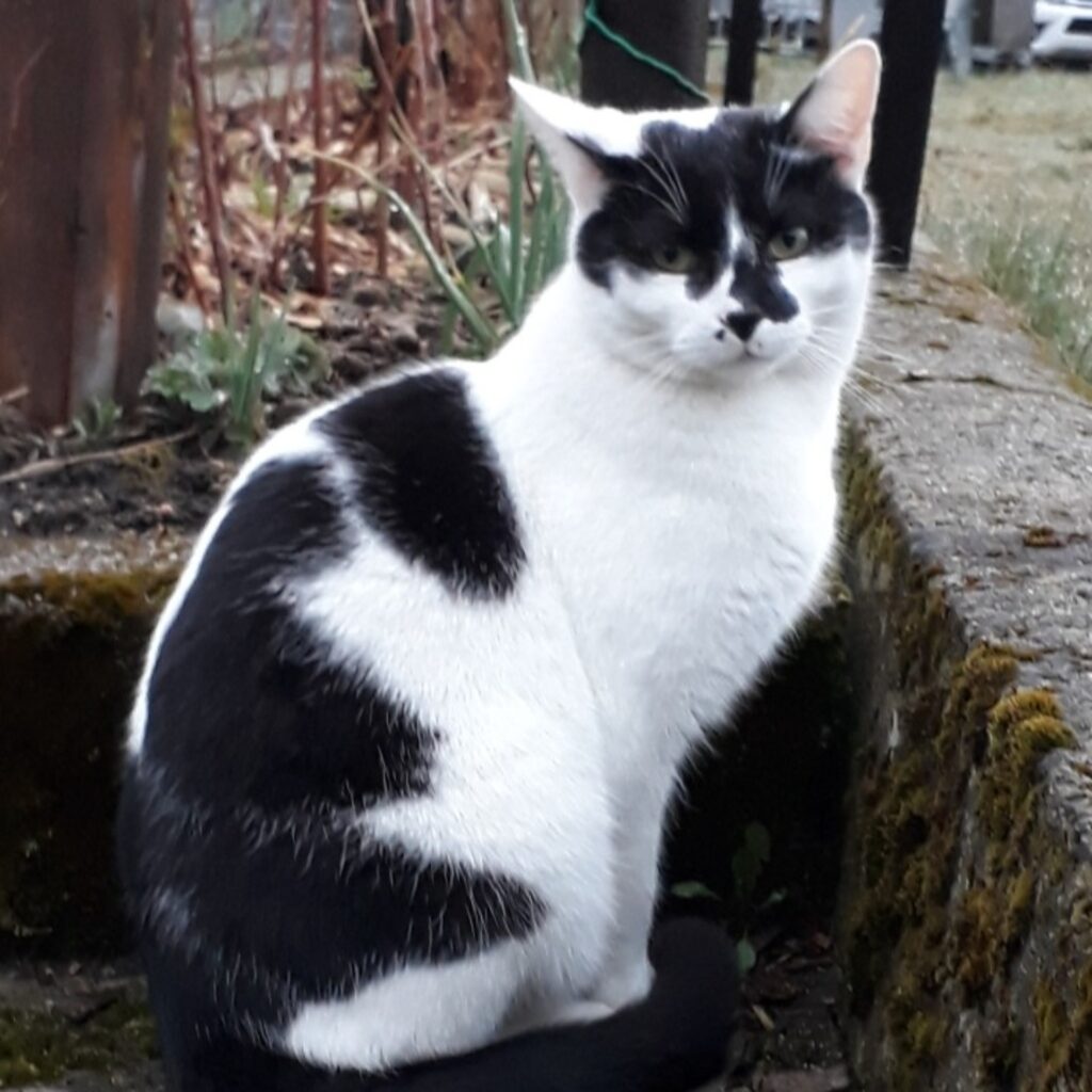 Screenshot 20200321 063621 Gallery