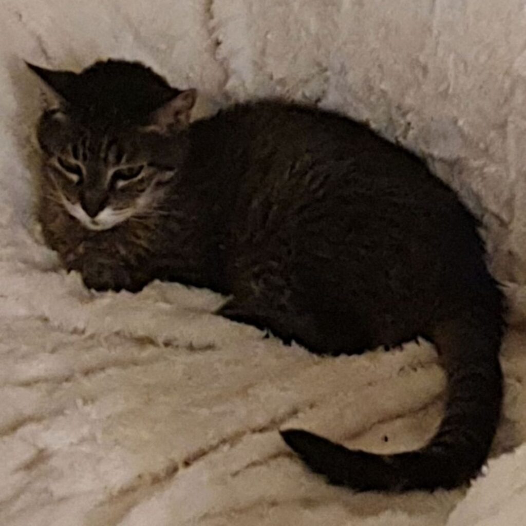 Screenshot 20201105 231455 Gallery1234