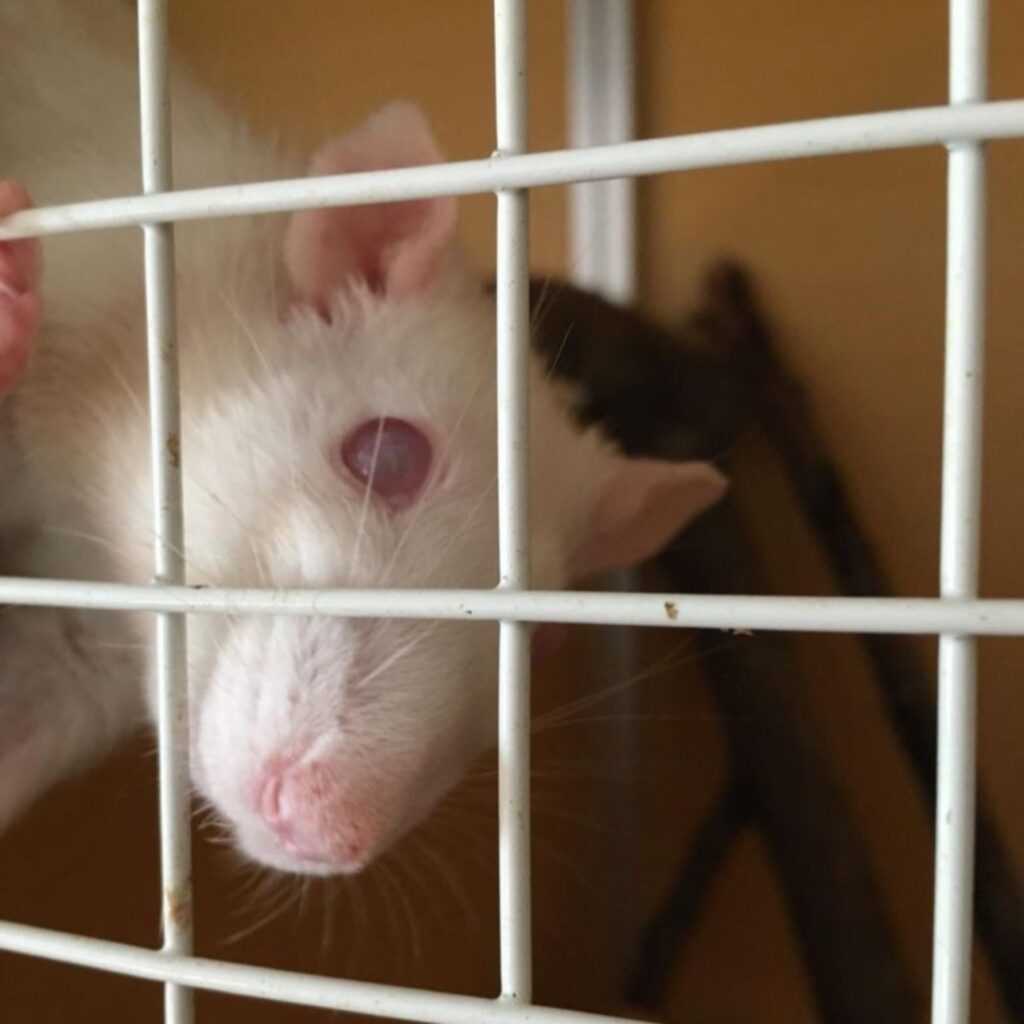 Screenshot 2021 01 08 21 35 43 399 com.whatsapp