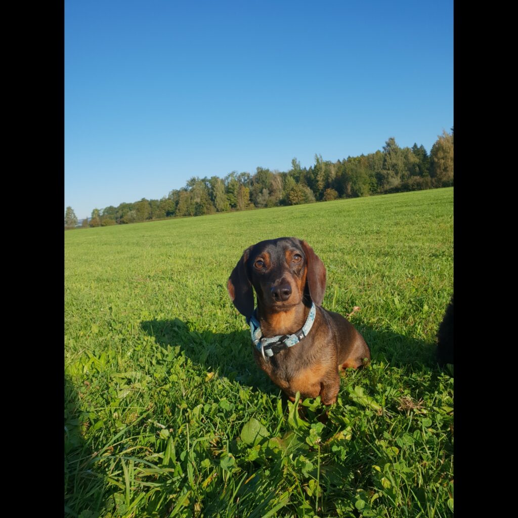 inCollage 20211129 192343758