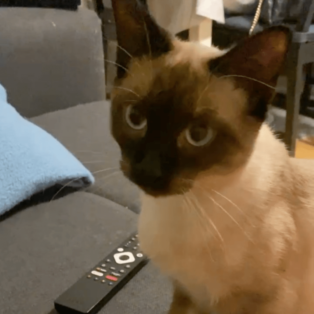 62FF1F86 C0D0 4A6F 86BE 12AAE75D96BD