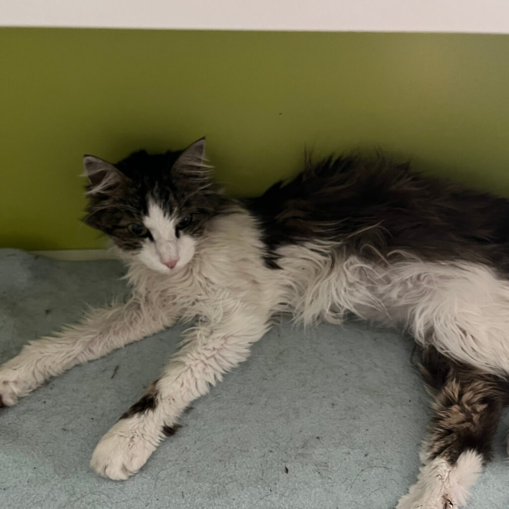 B0E9C78F 3E8C 4A2B B543 D82BC9CC7A71