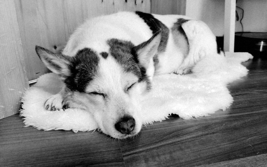 Lola