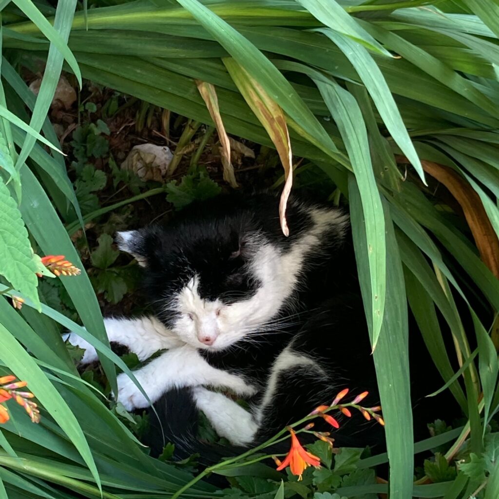 937765EA DCFF 4C3E BEED FC5867C66D21