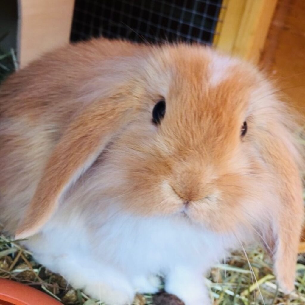 A9C485CC 6716 4409 BB70 30BFE5452A71