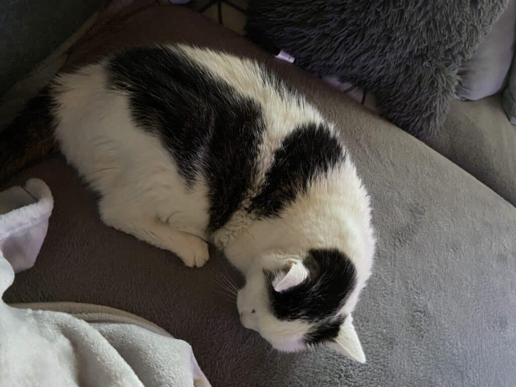 1731780E A33E 4C7A 8621 E32E2DF0C000