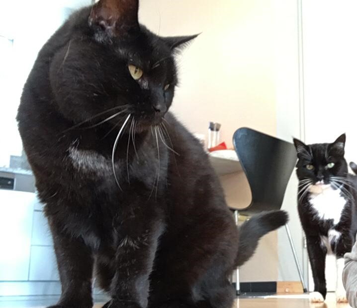 Sina und Leila