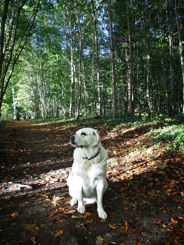 lea 2021 wald 01
