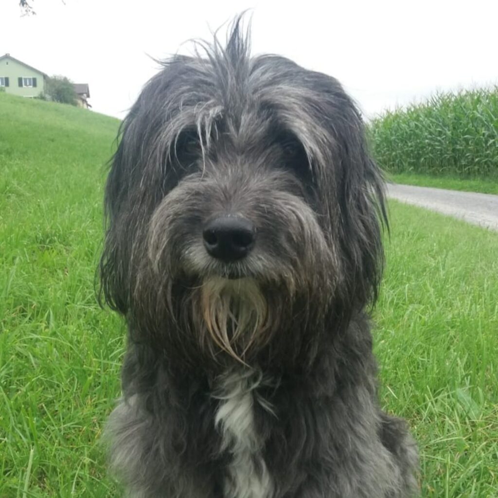 Schnoerli
