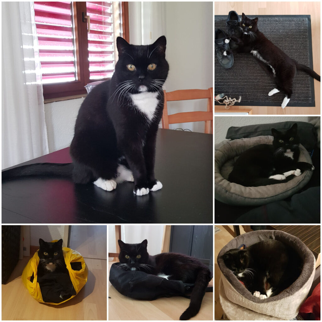 Mietzeli Collage