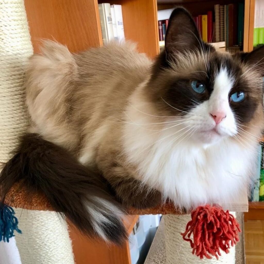 Simba