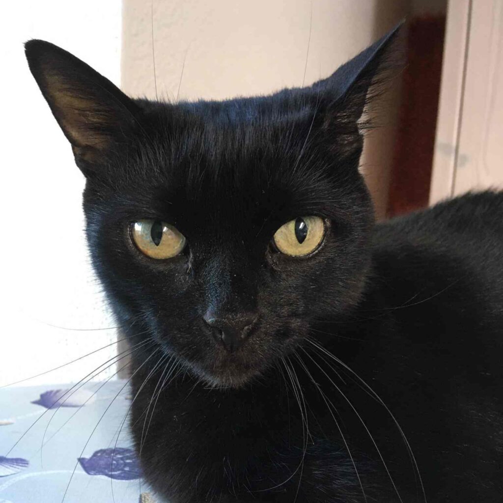 Katze Nina