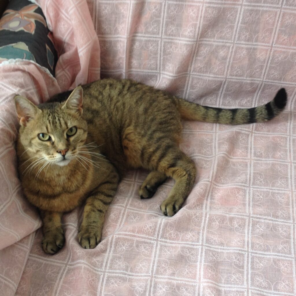 Katze Tigi