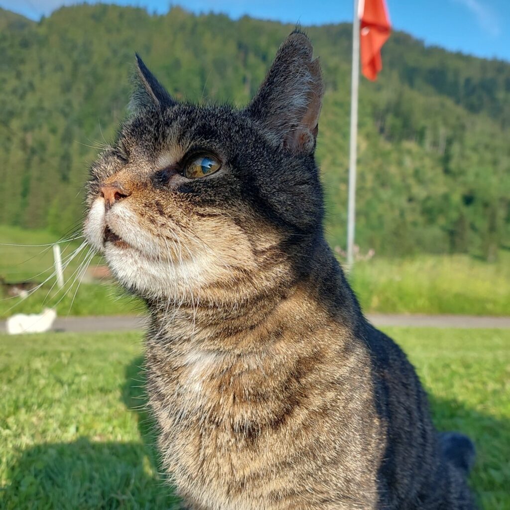 Katze Saemi