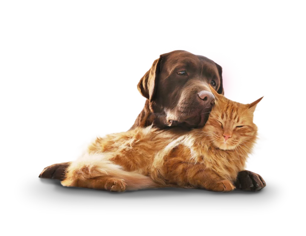 Labrador mit Katze