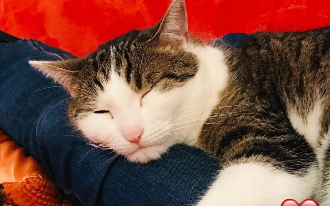 ❤️Charly❤️ 09.2010 – 24.05.2025