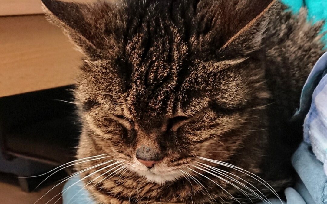 Kitty, 6.5.2005 – 15.7.2025