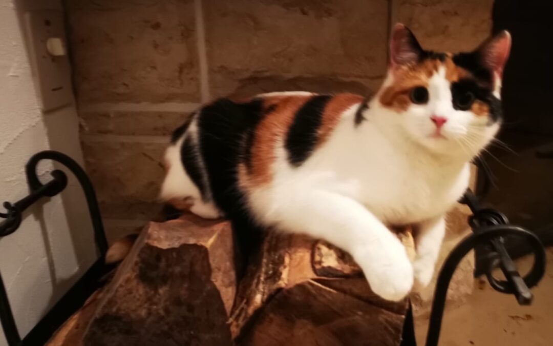 In Erinnerung an Princess