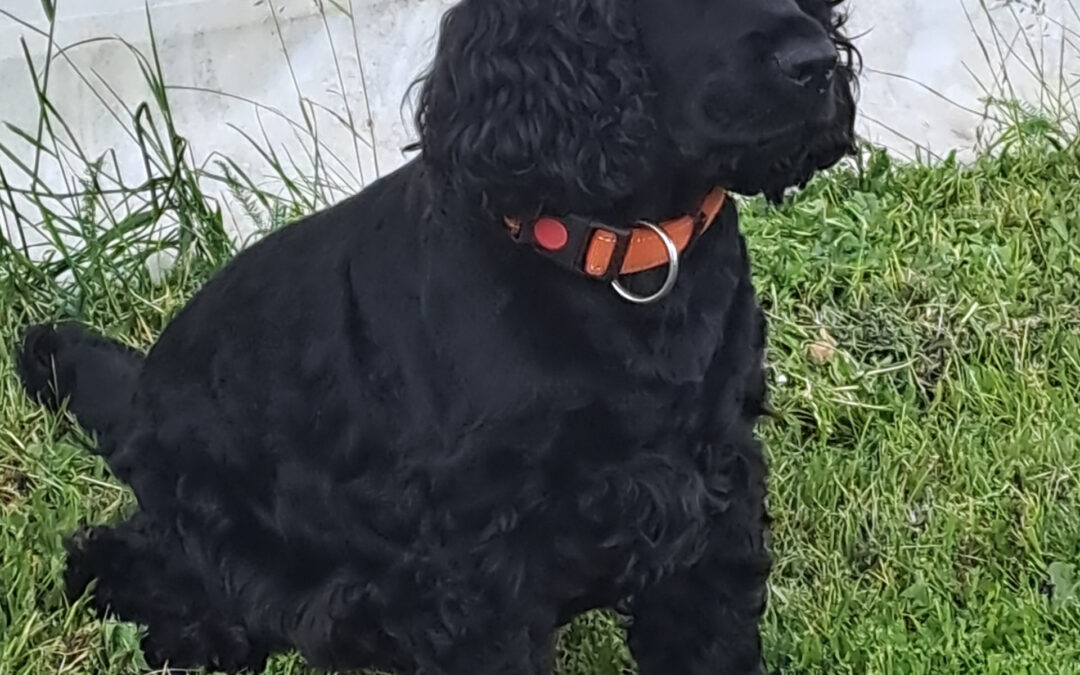 Im Andenken an unseren Liebling ‚Chili‘