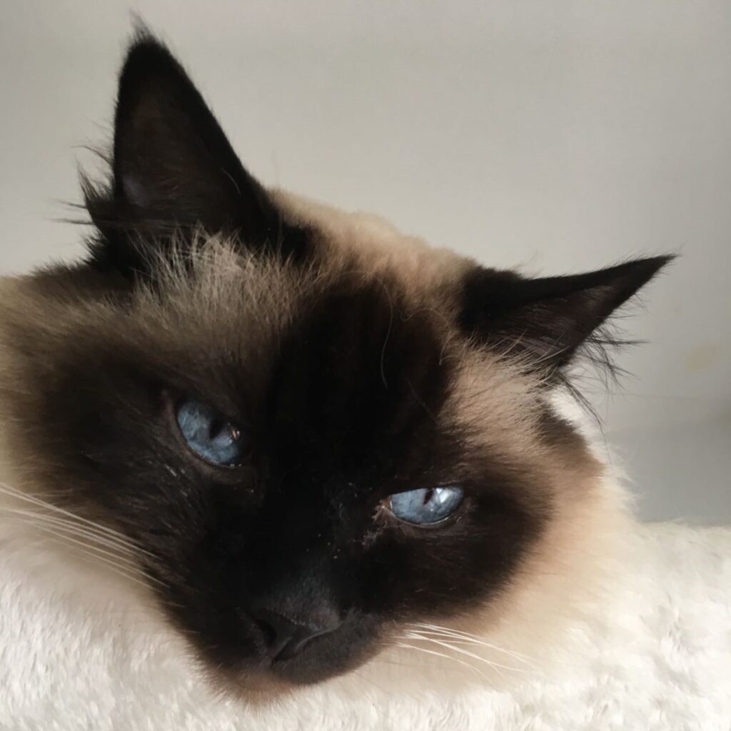 Boris