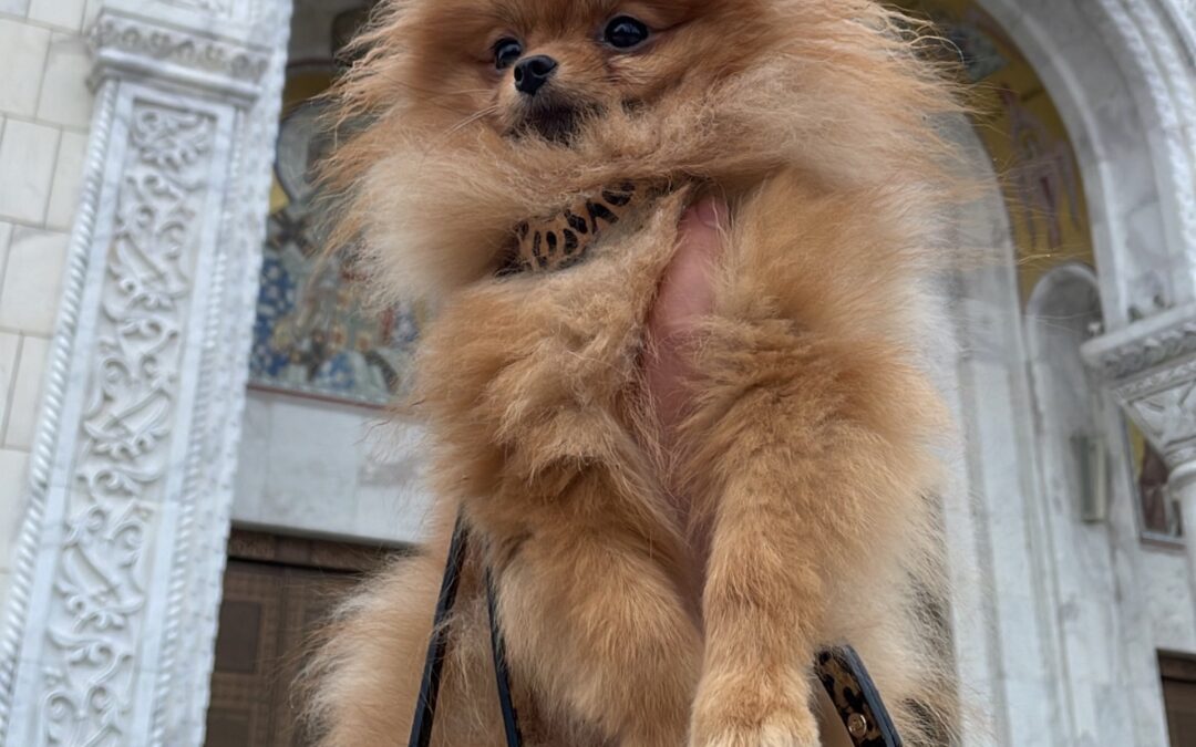 Für immer unsere Lara🎀