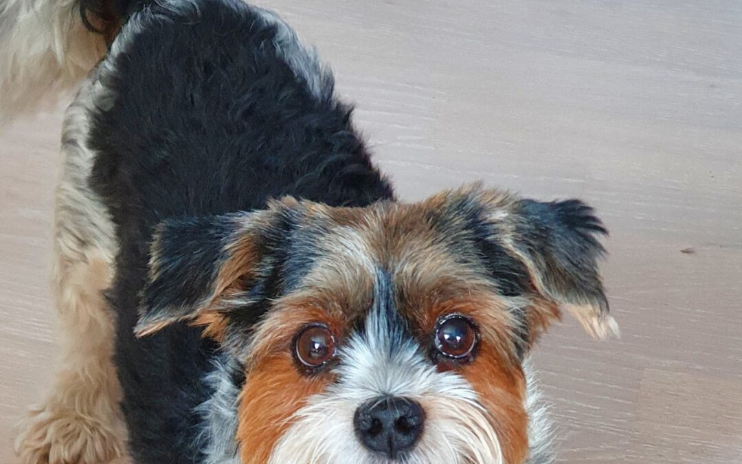 Nuby mon Petit Prince ….. am 23. September 2025 ist Deine Seele unterwegs